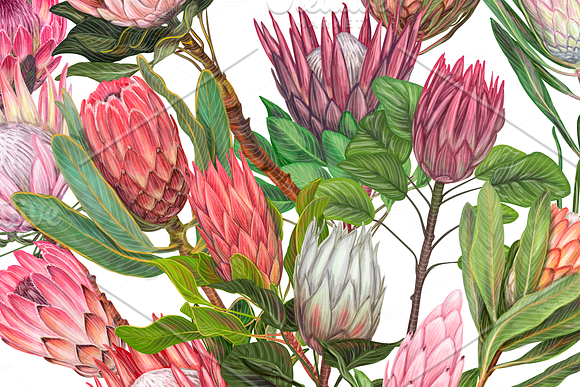 Protea flowers. Awesome blossom. in Illustrations - product preview 9