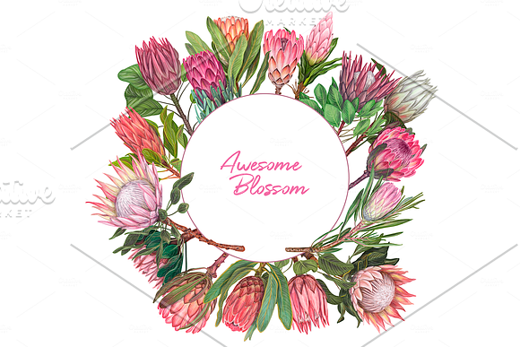 Protea flowers. Awesome blossom. in Illustrations - product preview 10