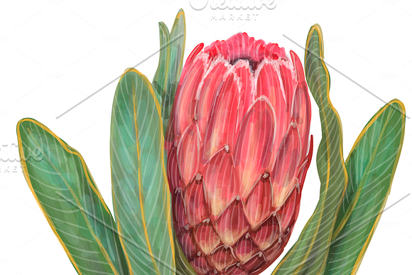 Protea flowers. Awesome blossom. in Illustrations - product preview 11