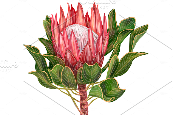 Protea flowers. Awesome blossom. in Illustrations - product preview 12