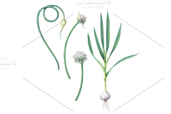 Garlic Plant Pencil Illustration