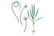 Garlic Plant Pencil Illustration