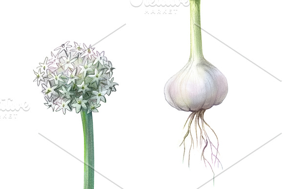 Garlic Plant Pencil Illustration in Illustrations - product preview 3