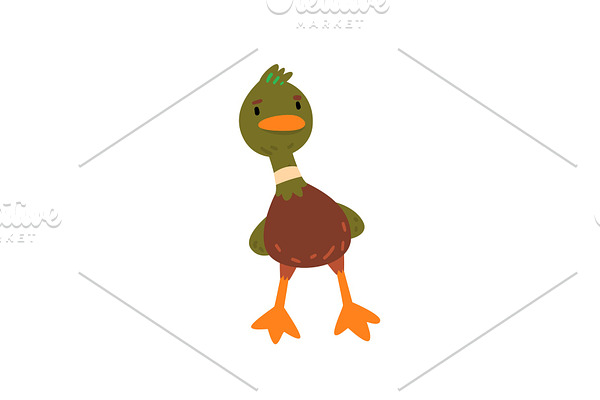 Male Mallard Duck, Cute Funny