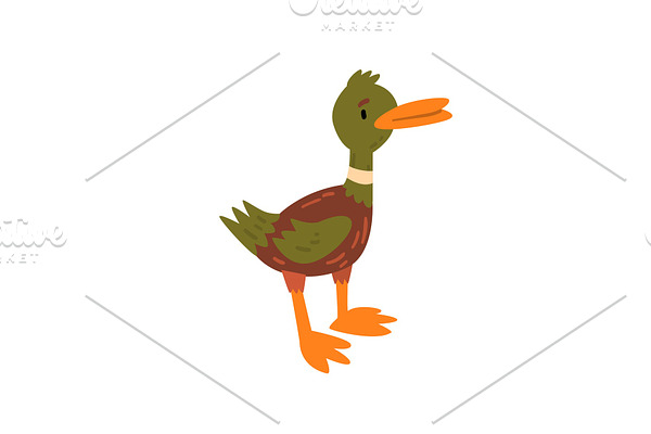 Cute Male Mallard Duckling Cartoon