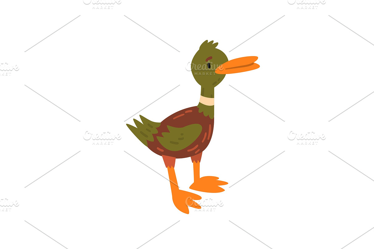Cute Male Mallard Duckling Cartoon in Illustrations - product preview 8