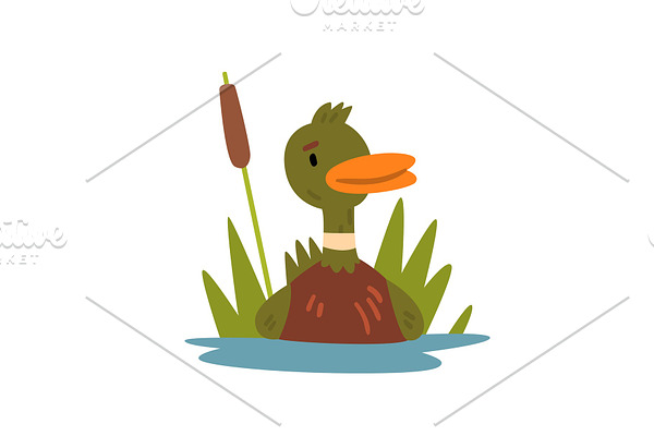 Cute Funny Male Mallard Duckling