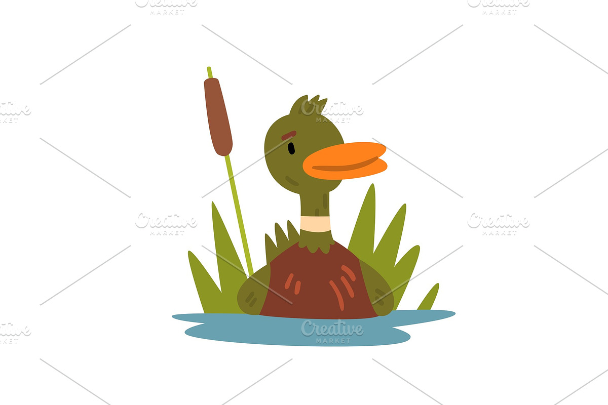 Cute Funny Male Mallard Duckling in Illustrations - product preview 8
