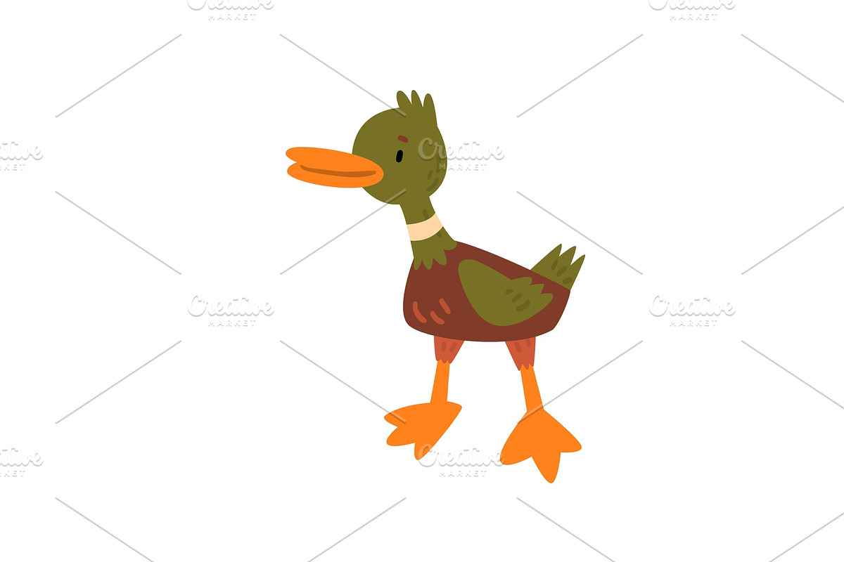 Male Mallard Duckling Cartoon in Illustrations - product preview 8