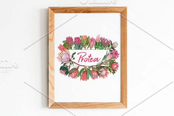 Protea flowers. Awesome blossom. in Illustrations - product preview 14