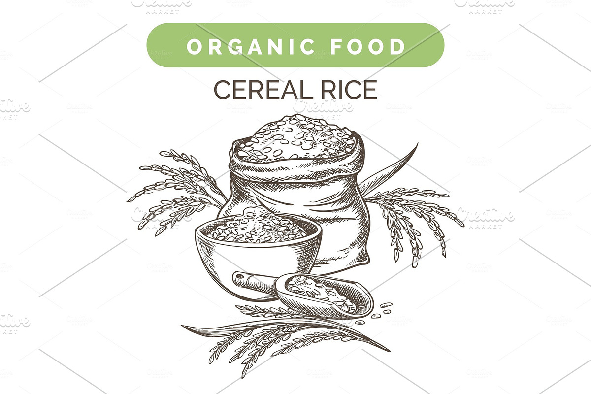 Rice harvest sketch in Illustrations - product preview 8