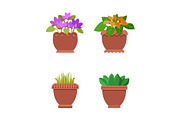 Room Plants in Pots Collection