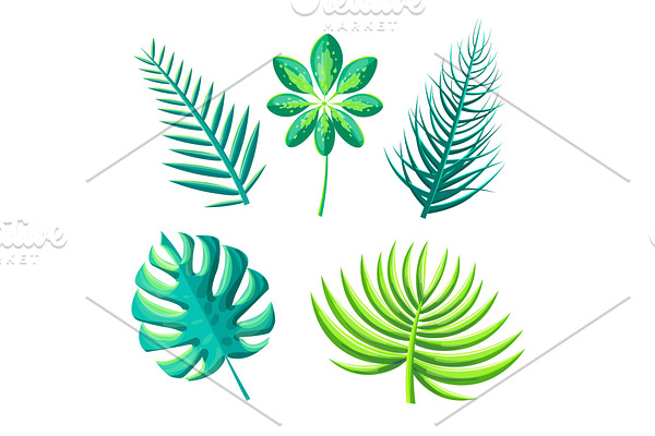 Leaf of Exotic Plants Set Vector