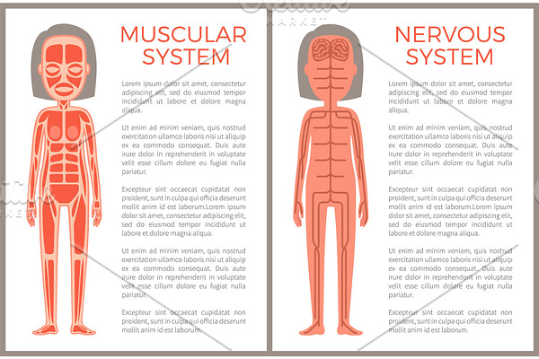 Muscular and Nervous System