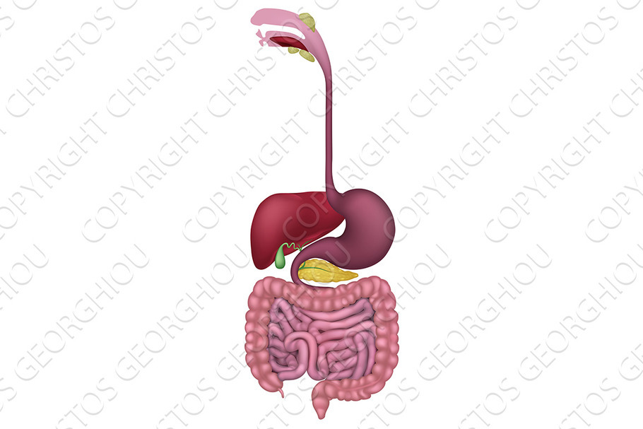 Gastrointestinal Human Digestive in Illustrations - product preview 8