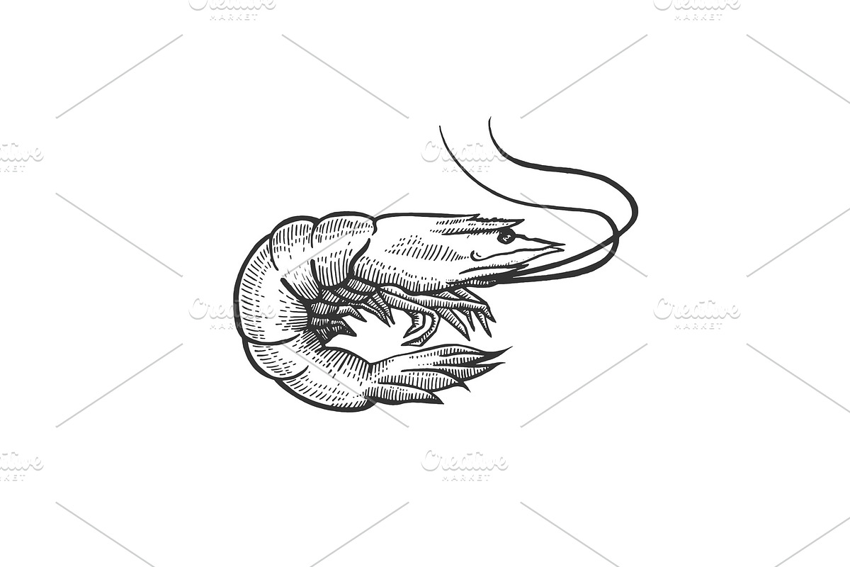 Shrimp sea animal sketch engraving in Illustrations - product preview 8