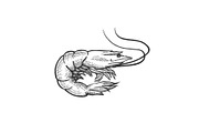 Shrimp sea animal sketch engraving