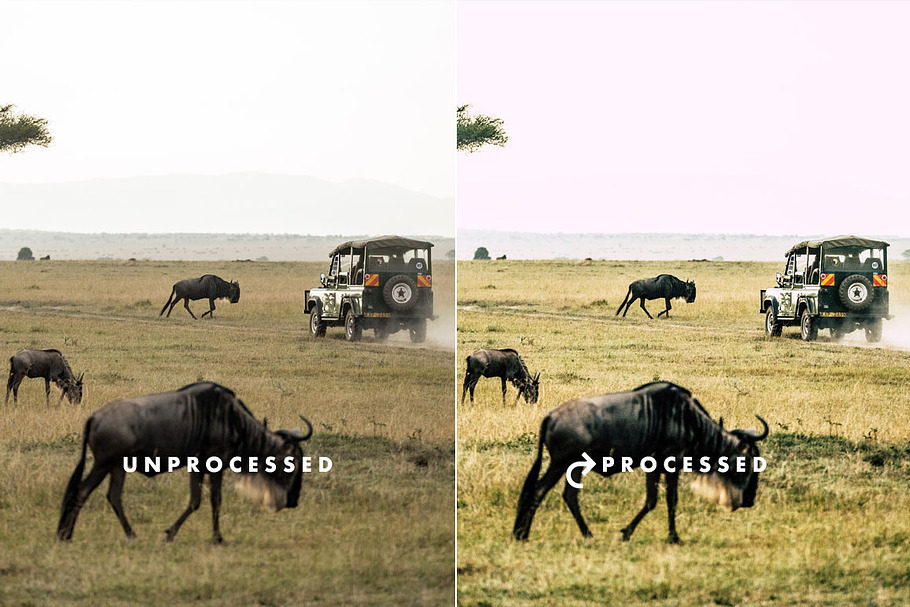 Wild Safari Lightroom Presets in Add-Ons - product preview 8