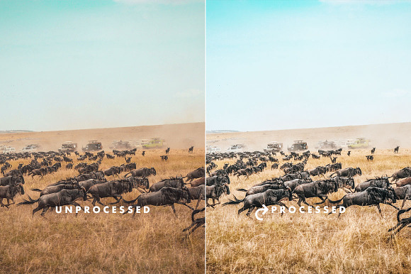 Wild Safari Lightroom Presets in Add-Ons - product preview 1