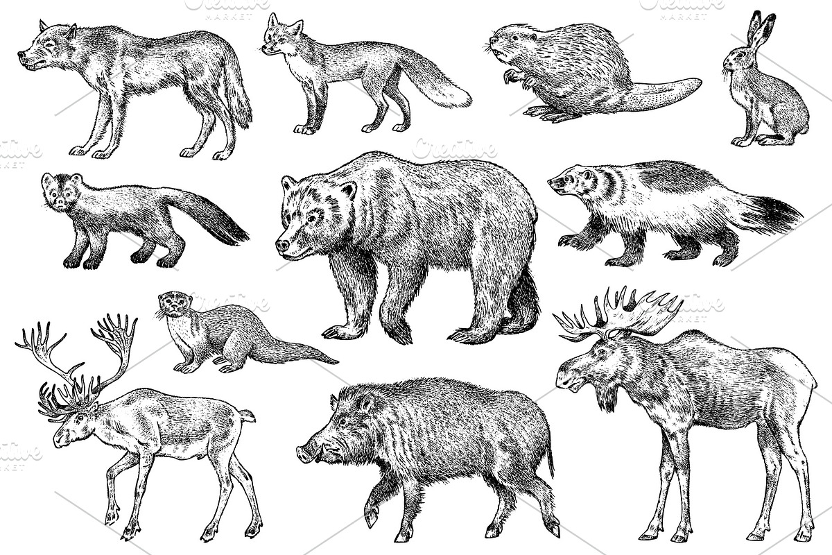 Set of Wild animals. Brown in Illustrations - product preview 8