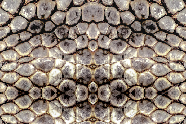 Stylized Snakeskin Seamless Pattern