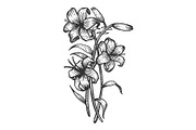 Lily flower sketch engraving vector