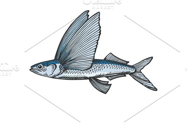 Flying fish color sketch vector