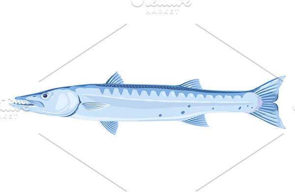 Barracuda fish illustration