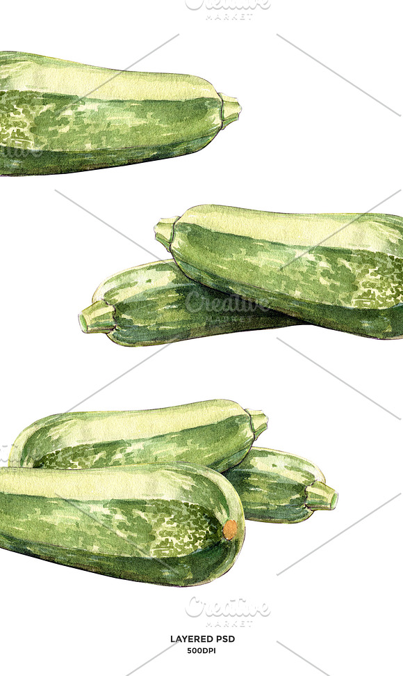 Zucchini watercolor illustrations in Illustrations - product preview 1