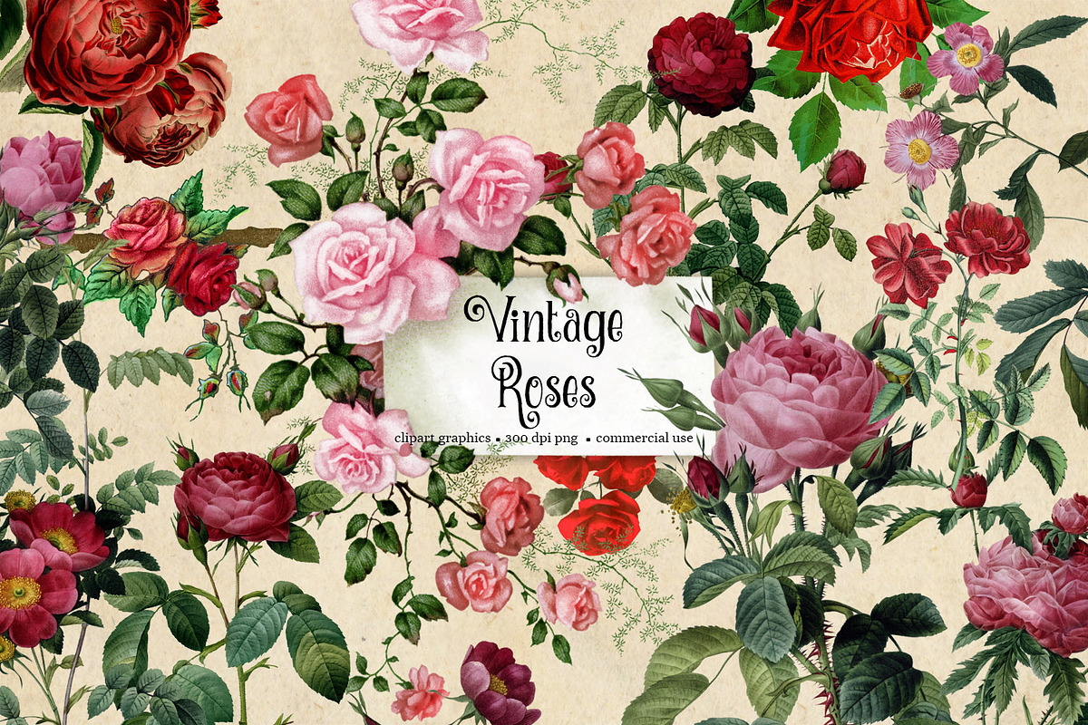 Vintage Roses Clipart in Illustrations - product preview 8