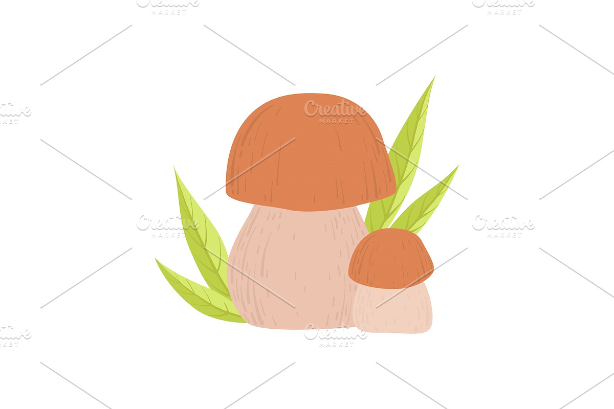 Forest Edible Cep Mushroom, Wild in Illustrations - product preview 8