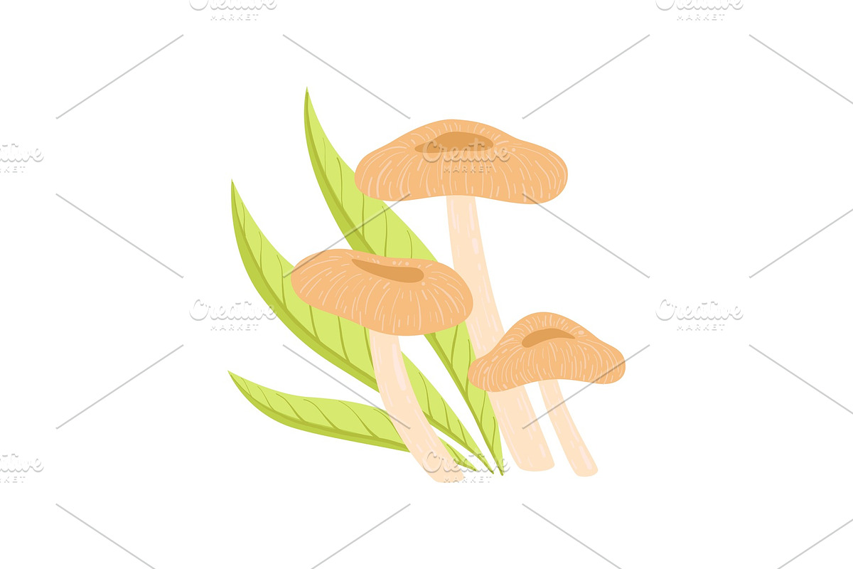 Forest Edible Coral Milky Cap in Illustrations - product preview 8