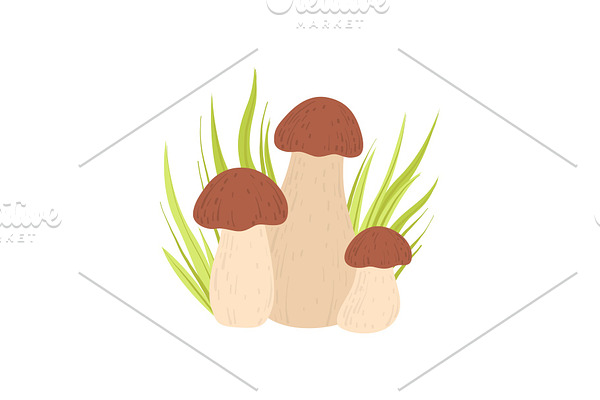Forest Porcini Edible Mushroom and