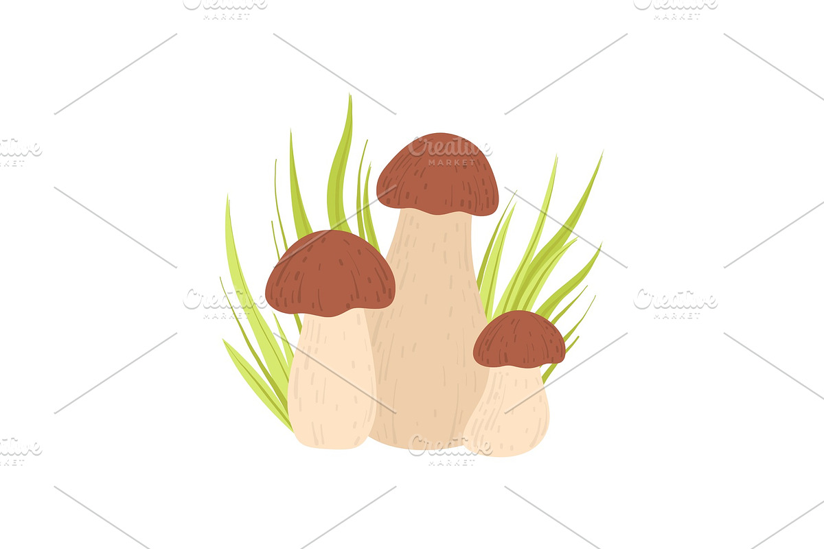 Forest Porcini Edible Mushroom and in Illustrations - product preview 8