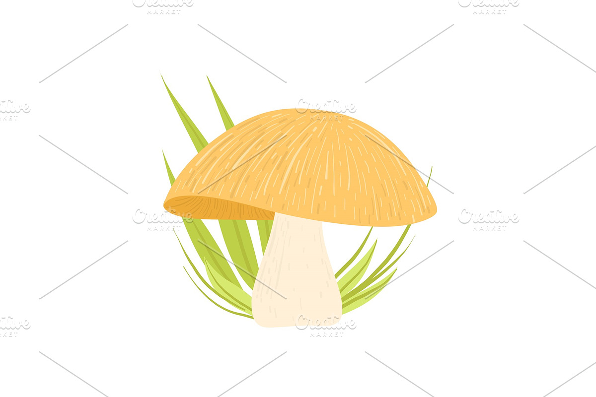 Forest Edible Mushroom, Wild in Illustrations - product preview 8