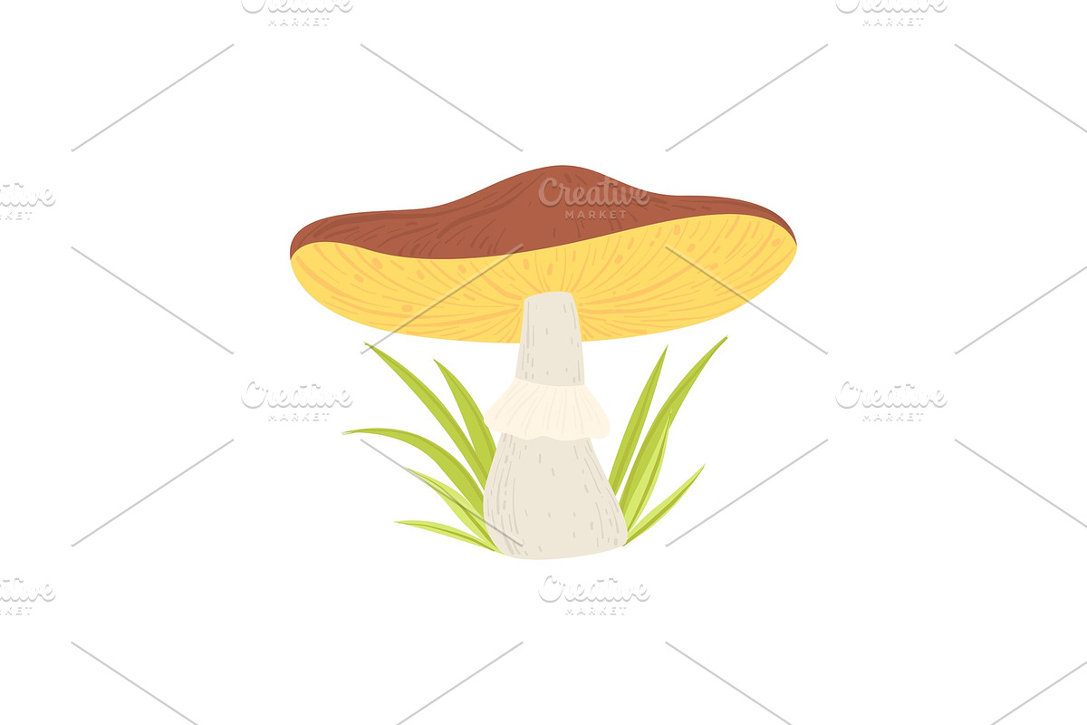 Wild Forest Mushroom and Green in Illustrations - product preview 8