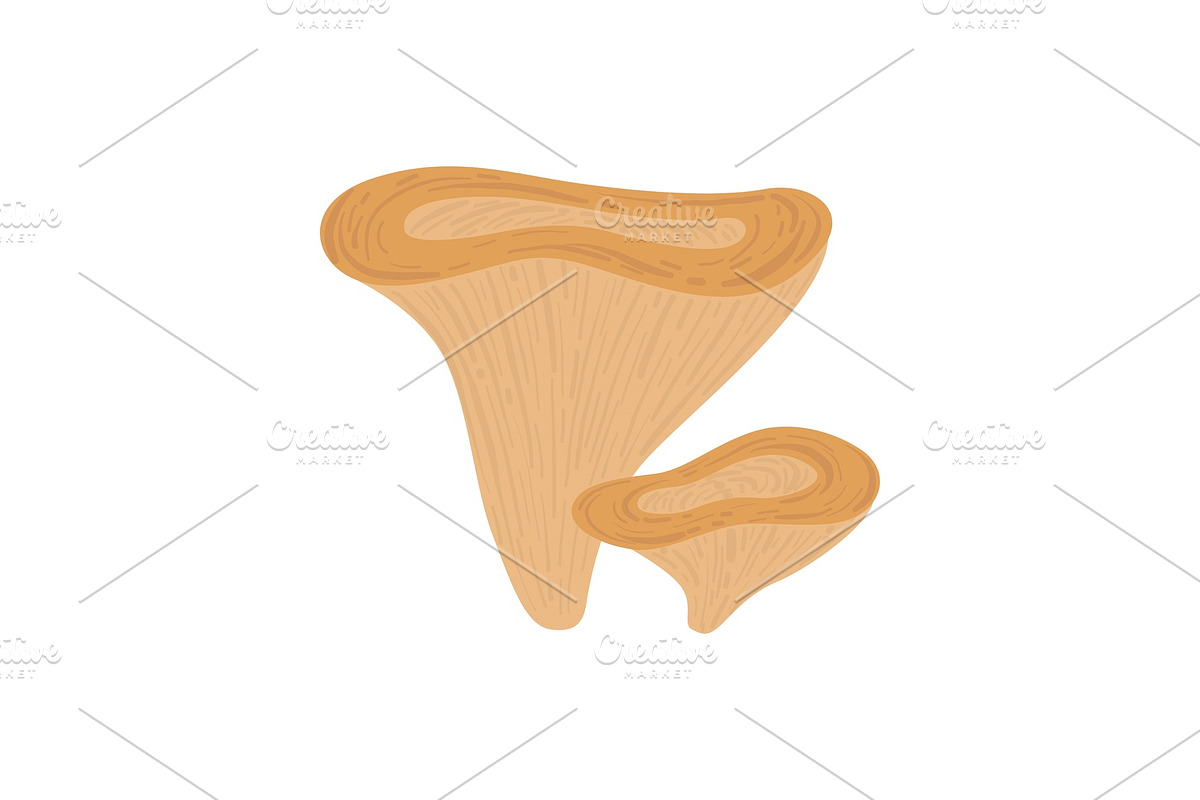Forest Edible Lactarius Mushroom in Illustrations - product preview 8