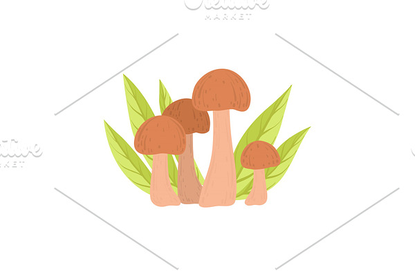 Wild Forest Edible Mushrooms, Eco