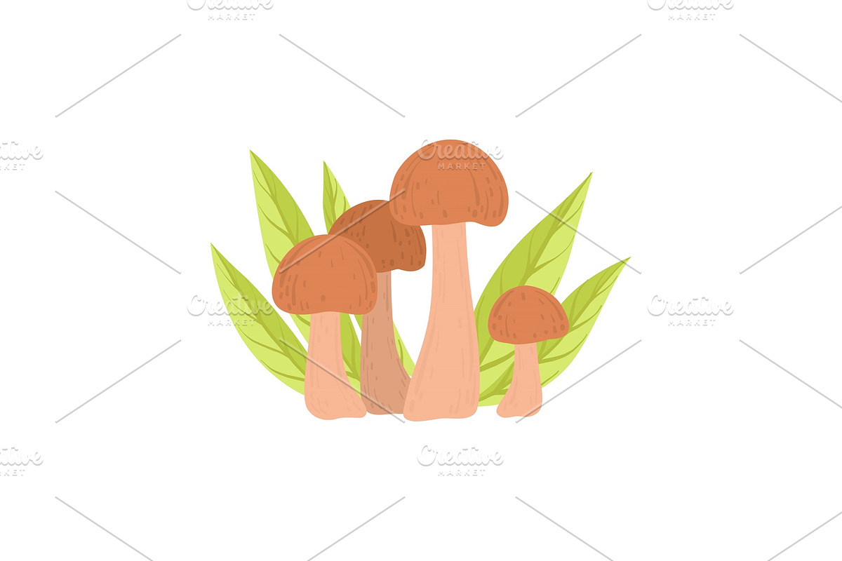 Wild Forest Edible Mushrooms, Eco in Illustrations - product preview 8