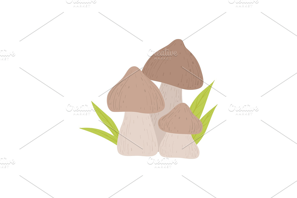 Forest Mushrooms, Wild Organic in Illustrations - product preview 8