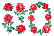 Red roses illustrations and patterns