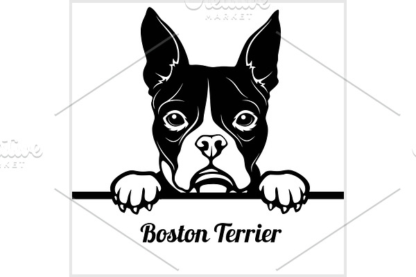 Boston Terrier - Peeking Dogs - -