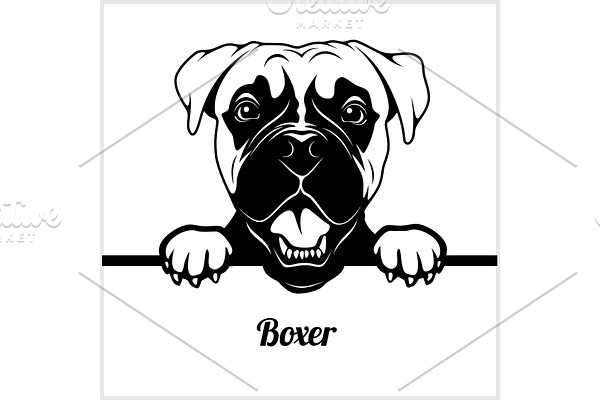 Boxer - Peeking Dogs - - breed face