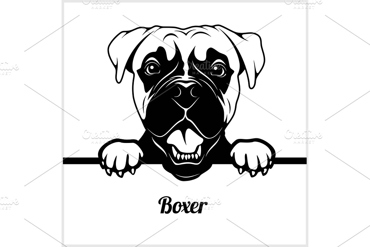 Boxer - Peeking Dogs - - breed face in Illustrations - product preview 8