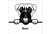 Boxer - Peeking Dogs - - breed face