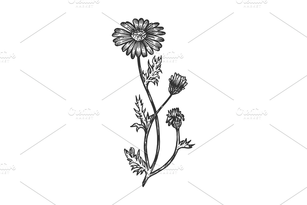 Chamomile medical plant sketch in Illustrations - product preview 8
