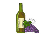 Bottle of wine grapes color sketch