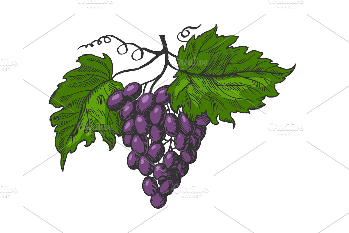 Grapes leaves color sketch vector in Illustrations - product preview 8