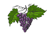 Grapes leaves color sketch vector