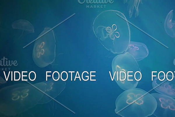 Jellyfish Underwater Footage with